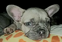 Sage, a female French Bulldog for sale in De Witt, AR – 2 of 3