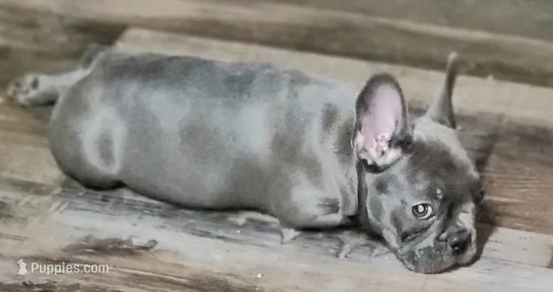 Mighty Mouse – French Bulldog puppy for sale in De Witt, AR