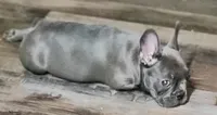 Mighty Mouse, a male French Bulldog for sale in De Witt, AR – 1 of 3