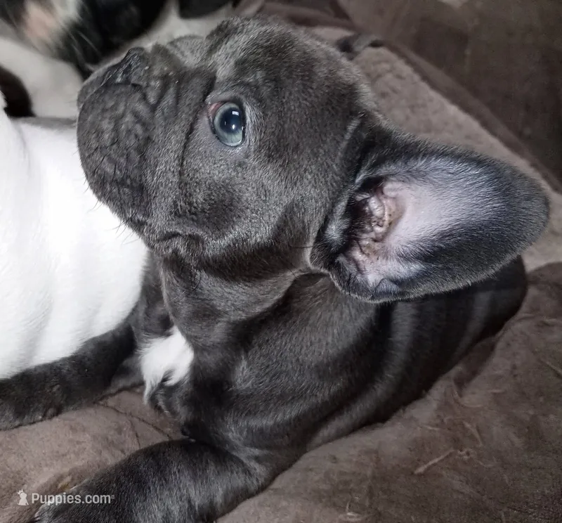 Daphne Blue – French Bulldog puppy for sale in De Witt, AR