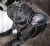 Daphne Blue, a female French Bulldog for sale in De Witt, AR – 1 of 4