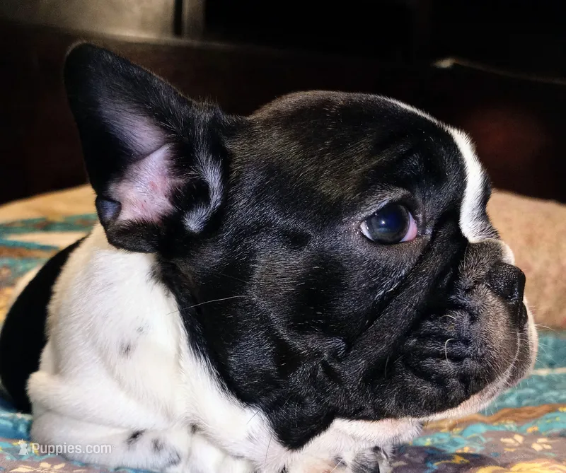 Junior  – French Bulldog puppy for sale in De Witt, AR