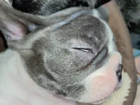 Tubbalina , a female French Bulldog for sale in De Witt, AR – 3 of 3