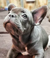 Miss Bleu, a female French Bulldog for sale in De Witt, AR – Photo 1 of 3