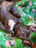 Miss Bleu, a female French Bulldog for sale in De Witt, AR – Photo 3 of 3