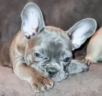 Mighty Mouse, a male French Bulldog for sale in De Witt, AR – 2 of 3
