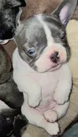 Tubbalina , a female French Bulldog for sale in De Witt, AR – 2 of 3
