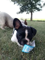 Junior , a male French Bulldog for sale in De Witt, AR – 7 of 8