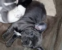 Daphne Blue, a female French Bulldog for sale in De Witt, AR – 2 of 4