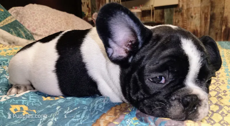 Junior  – French Bulldog puppy for sale in De Witt, AR