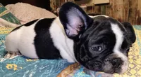 Junior , a male French Bulldog for sale in De Witt, AR – 3 of 8