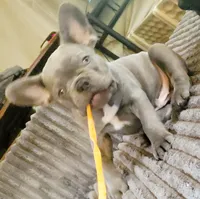 Rowdy Yates, a male French Bulldog for sale in De Witt, AR – 2 of 4