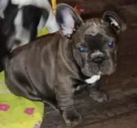 Bella Blue, a female French Bulldog for sale in De Witt, AR – 1 of 6
