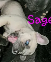 Sage, a female French Bulldog for sale in De Witt, AR – 3 of 3