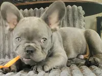 Rowdy Yates, a male French Bulldog for sale in De Witt, AR – 3 of 4