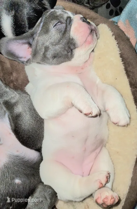 Tubbalina  – French Bulldog puppy on hold in De Witt, AR