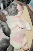 Tubbalina , a female French Bulldog for sale in De Witt, AR – 1 of 3