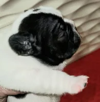 Junior , a male French Bulldog for sale in De Witt, AR – Photo 3 of 4