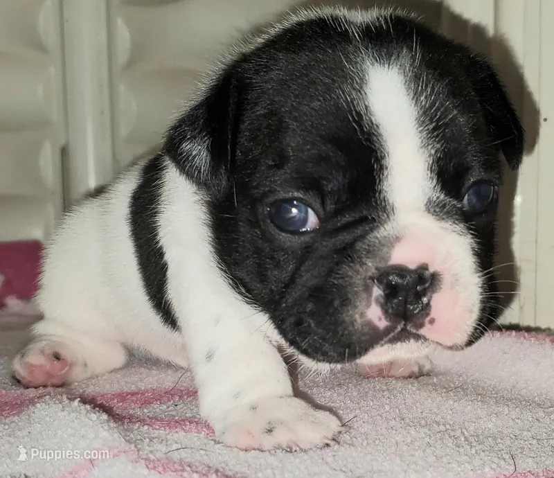 Junior  – French Bulldog puppy for sale in De Witt, AR