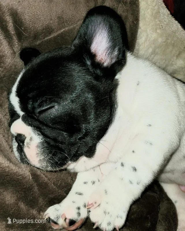Junior  – French Bulldog puppy on hold in De Witt, AR