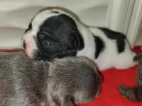 Junior , a male French Bulldog for sale in De Witt, AR – Photo 1 of 4