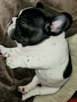 Junior , a male French Bulldog for sale in De Witt, AR – 3 of 3