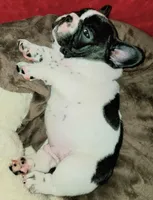 Junior , a male French Bulldog for sale in De Witt, AR – 2 of 3