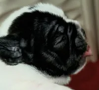 Junior , a male French Bulldog for sale in De Witt, AR – Photo 2 of 4