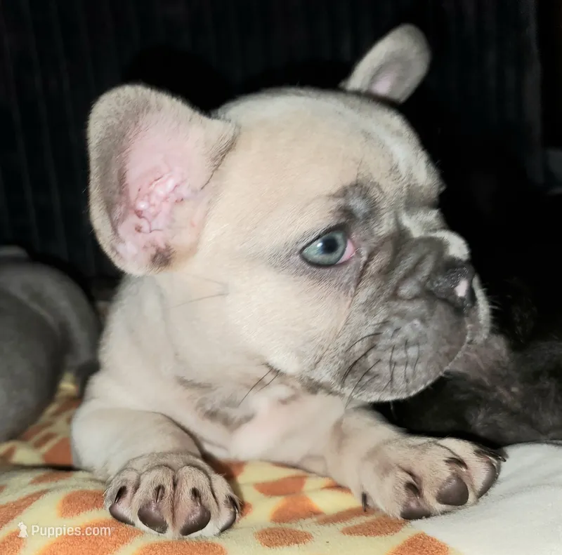 Sage – French Bulldog puppy for sale in De Witt, AR