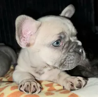Sage, a female French Bulldog for sale in De Witt, AR – 1 of 3