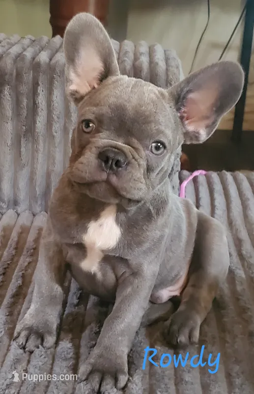 Rowdy Yates – French Bulldog puppy for sale in De Witt, AR