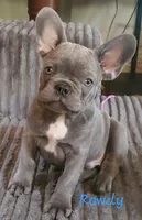 Rowdy Yates, a male French Bulldog for sale in De Witt, AR – 1 of 4