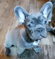 Boss Man, a male French Bulldog for sale in De Witt, AR – Photo 2 of 4