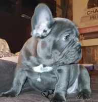 Boss Man, a male French Bulldog for sale in De Witt, AR – Photo 4 of 4