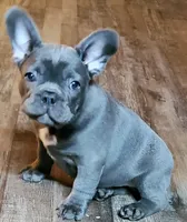 Boss Man, a male French Bulldog for sale in De Witt, AR – Photo 3 of 4