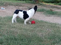 Junior , a male French Bulldog for sale in De Witt, AR – 8 of 8