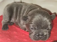 Bella, a female French Bulldog for sale in De Witt, AR – Photo 2 of 3