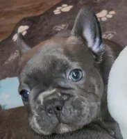 Daphne Blue, a female French Bulldog for sale in De Witt, AR – 3 of 4