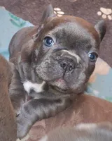 Daphne Blue, a female French Bulldog for sale in De Witt, AR – 4 of 4