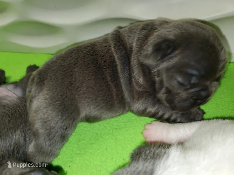 Bella – French Bulldog puppy for sale in De Witt, AR