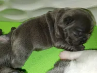 Bella, a female French Bulldog for sale in De Witt, AR – Photo 1 of 3