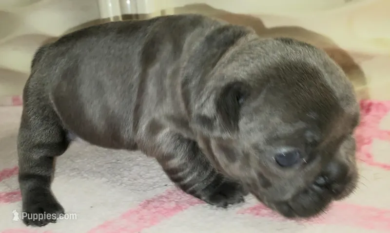 Bella – French Bulldog puppy for sale in De Witt, AR