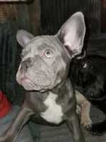 Rowdy Yates, a male French Bulldog for sale in De Witt, AR – 4 of 4