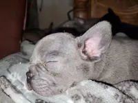 Mighty Mouse, a male French Bulldog for sale in De Witt, AR – 3 of 3