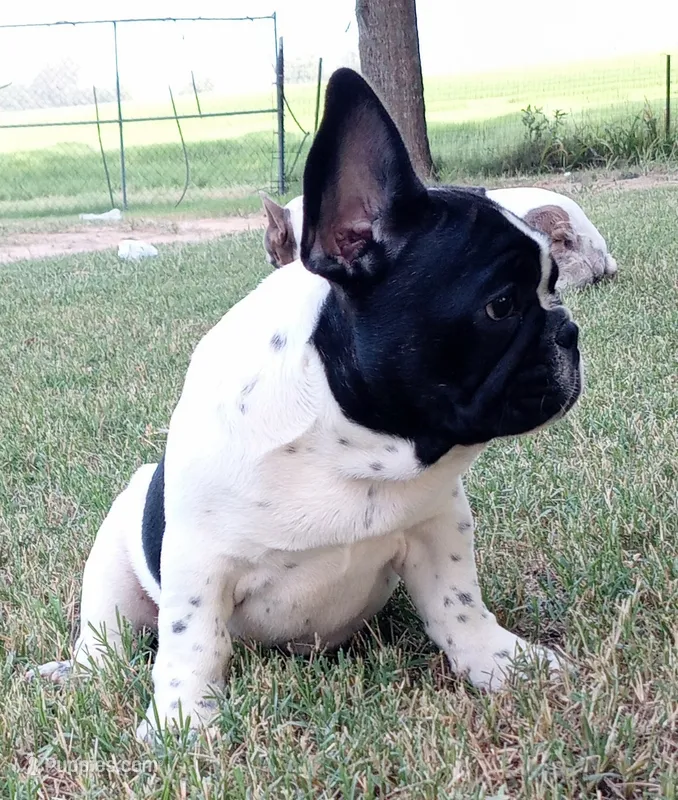Junior  – French Bulldog puppy for sale in De Witt, AR
