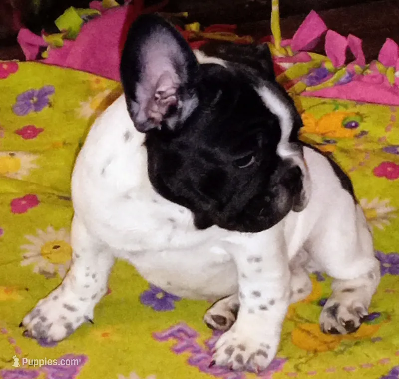 Junior  – French Bulldog puppy for sale in De Witt, AR