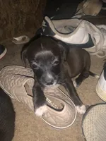 Lola, a female Miniature Pinscher and Pomeranian for sale in Littlerock, CA – 1 of 4