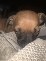Lil Buddha/Jr, a male Miniature Pinscher and Pomeranian for sale in Littlerock, CA – 3 of 5