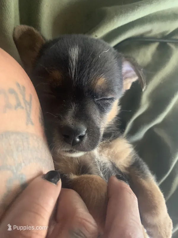 Rocko – Miniature Pinscher, Pomeranian puppy for sale in Littlerock, CA