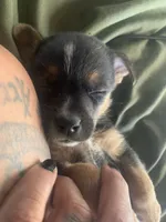Rocko, a male Miniature Pinscher and Pomeranian for sale in Littlerock, CA – 1 of 3